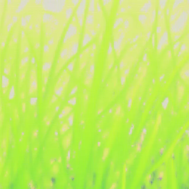 thumbnail for publication: A Preliminary Survey of Mycotoxins Identified from Florida Bahiagrass Pastures